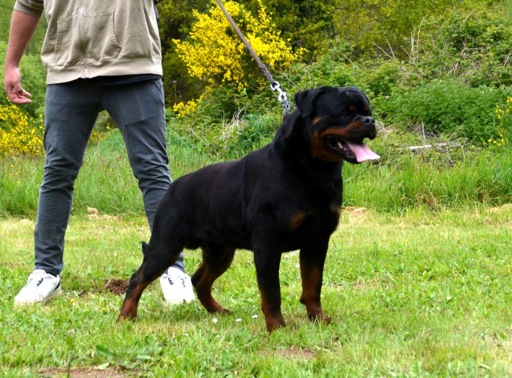 Thor hellrott rankovic house