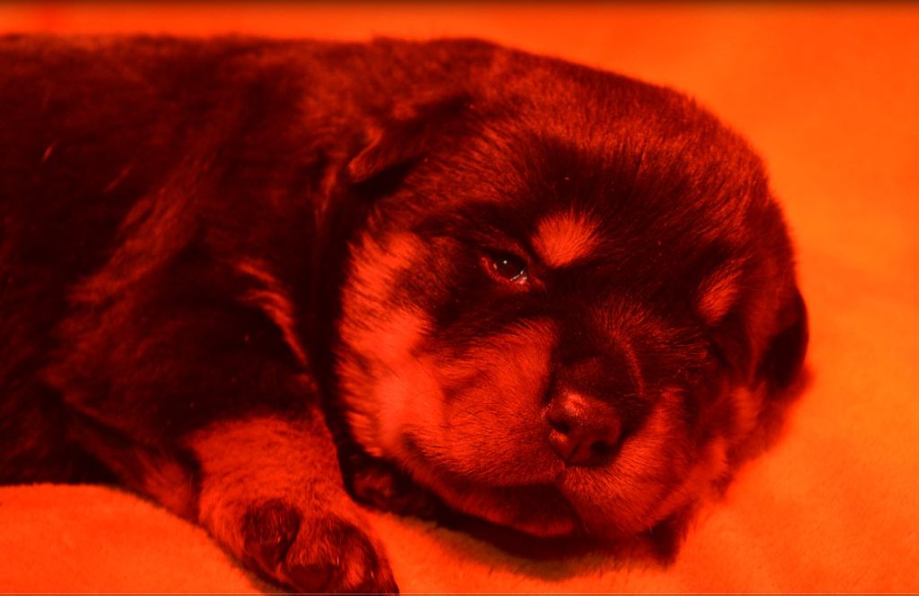 Du Temple D'Adranos - Chiot disponible  - Rottweiler