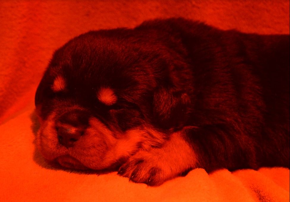 Du Temple D'Adranos - Chiot disponible  - Rottweiler