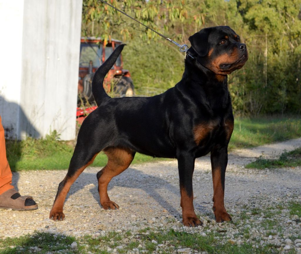 Elevage du temple dadranos - eleveur de chiens Rottweiler