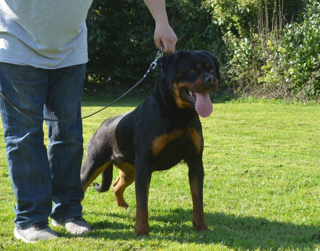 CH. Tomba dark force