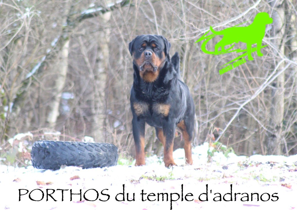 Porthos Du Temple D'Adranos