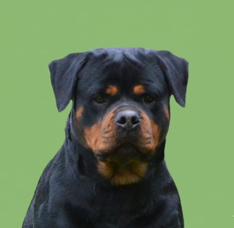 CH. Tao Du Temple D'Adranos