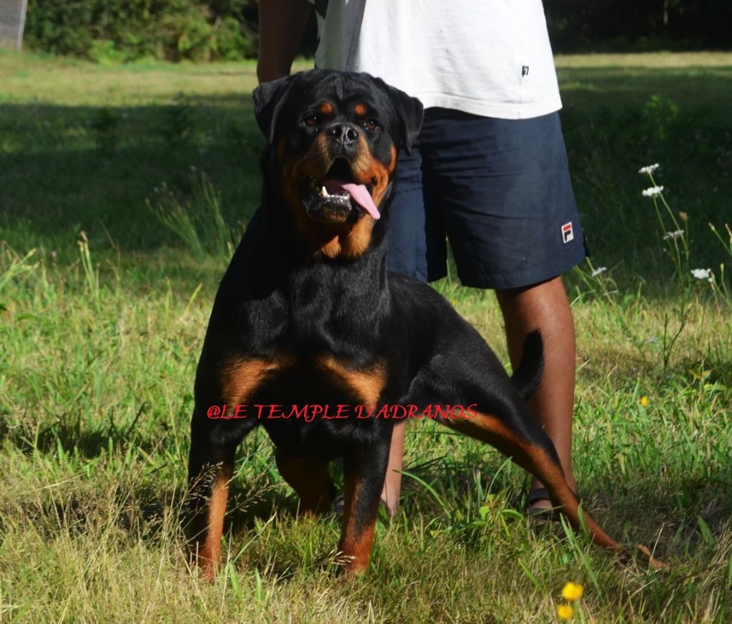 Pepper Du Temple D'Adranos