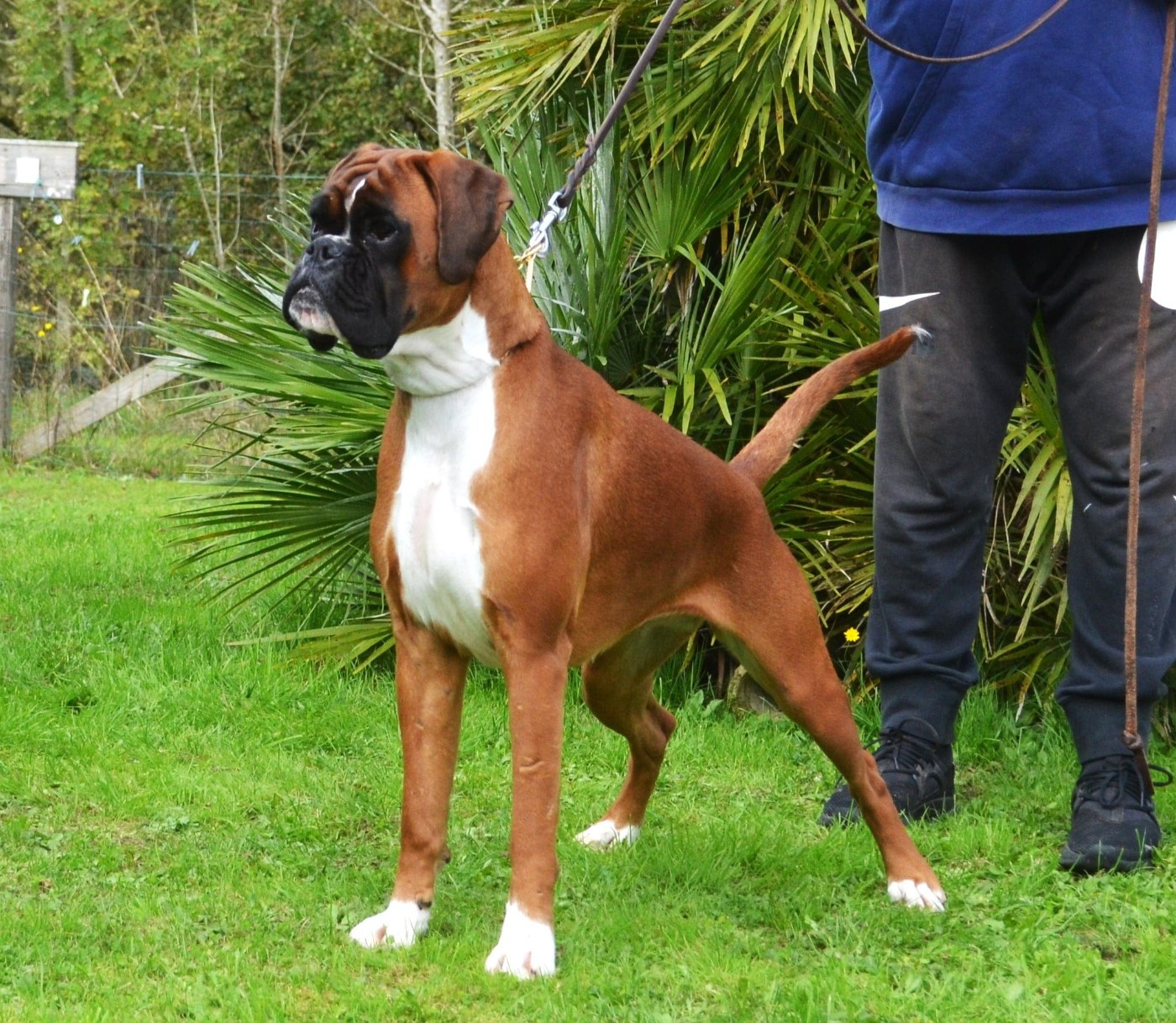 CH. MEDEA valahus kennel