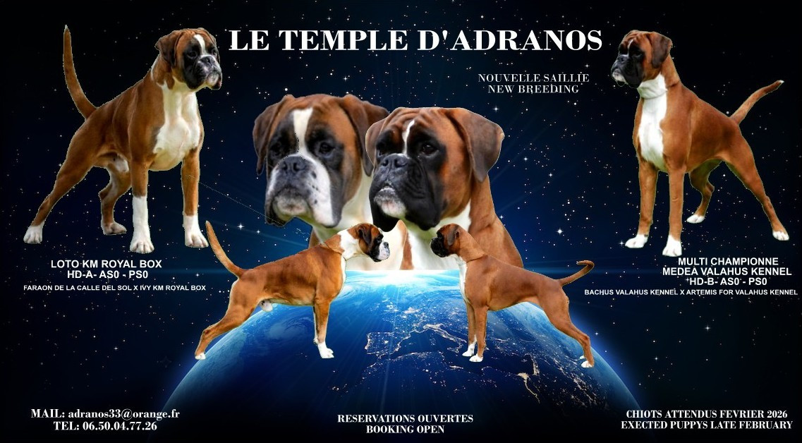 MEDEA VALAHUS KENNEL VA AVOIR DES BEBES