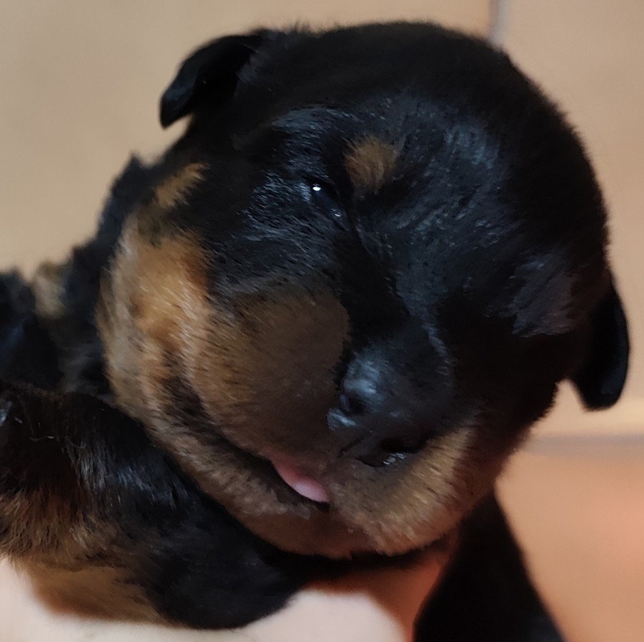 Du Temple D'Adranos - Chiots disponibles - Rottweiler