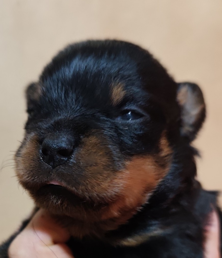 Du Temple D'Adranos - Chiots disponibles - Rottweiler