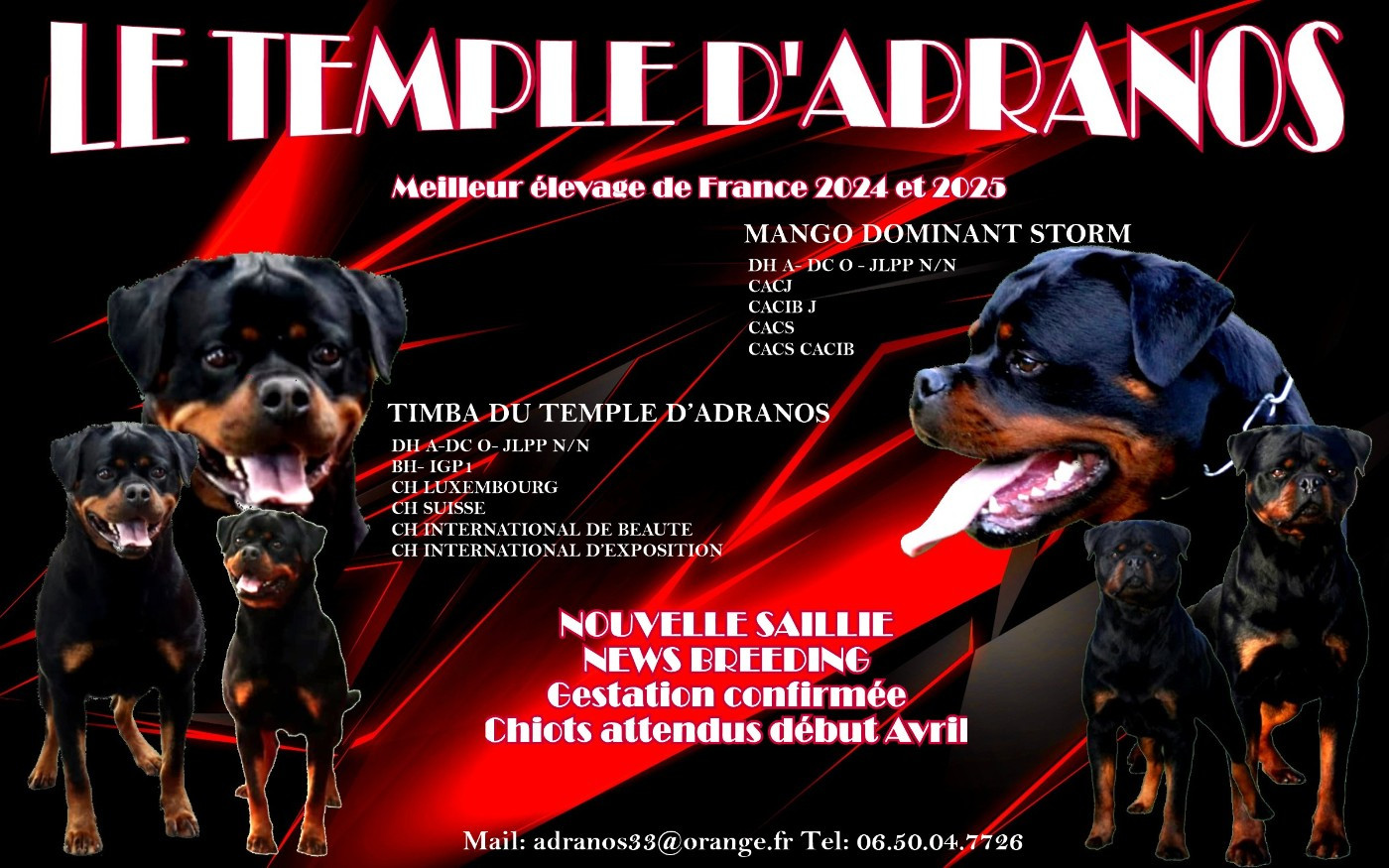 Du Temple D'Adranos - Rottweiler - Portée née le 05/04/2026