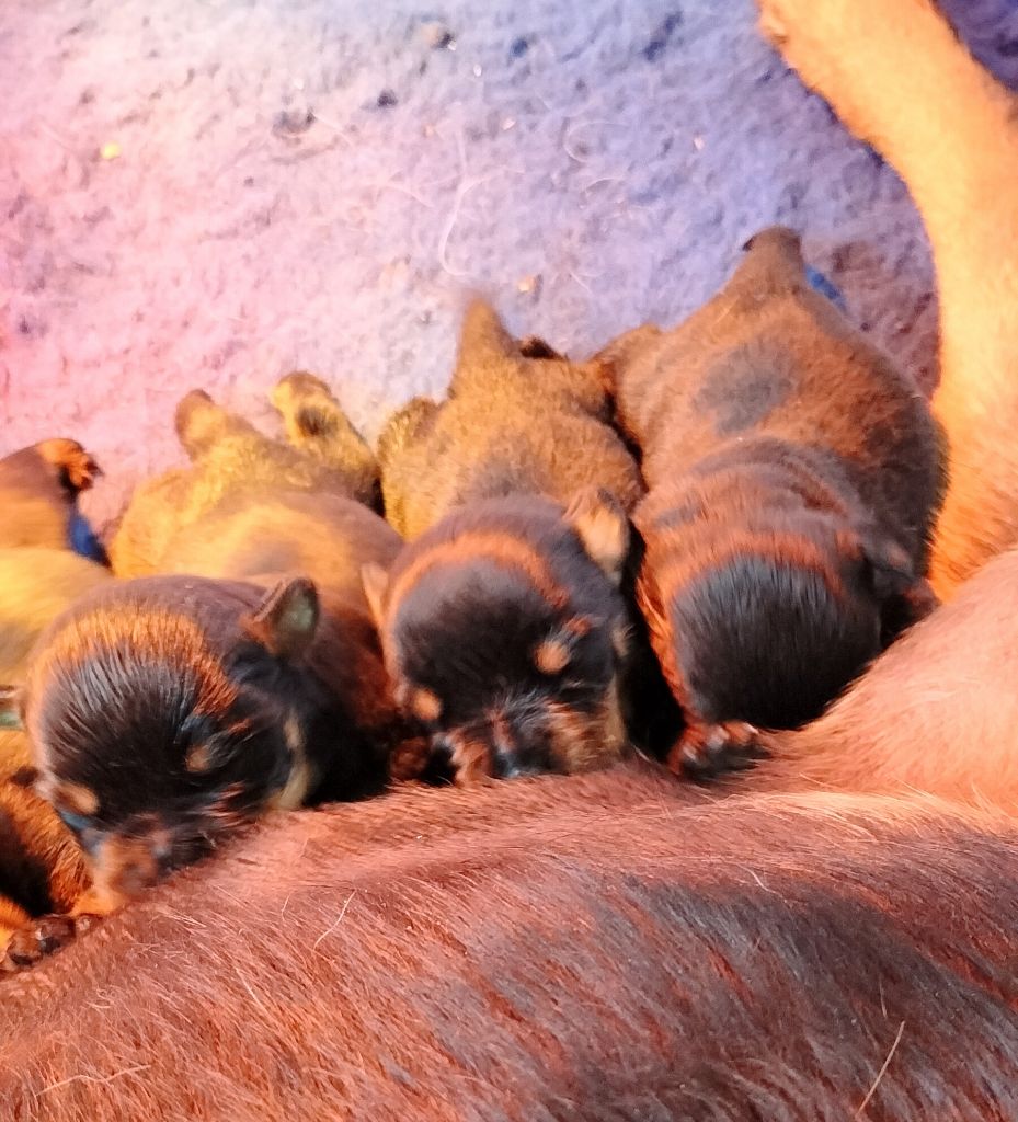 Chiot Rottweiler Du Temple D'Adranos