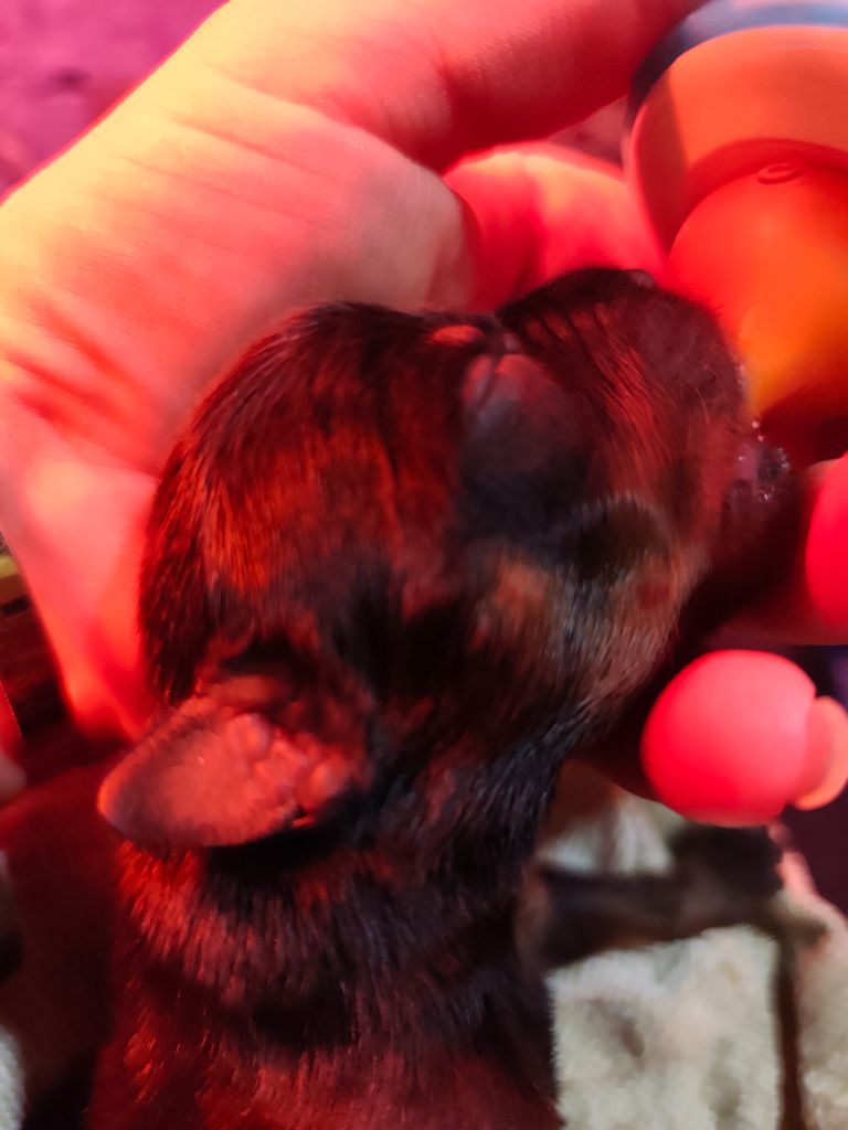 Du Temple D'Adranos - Chiots disponibles - Rottweiler