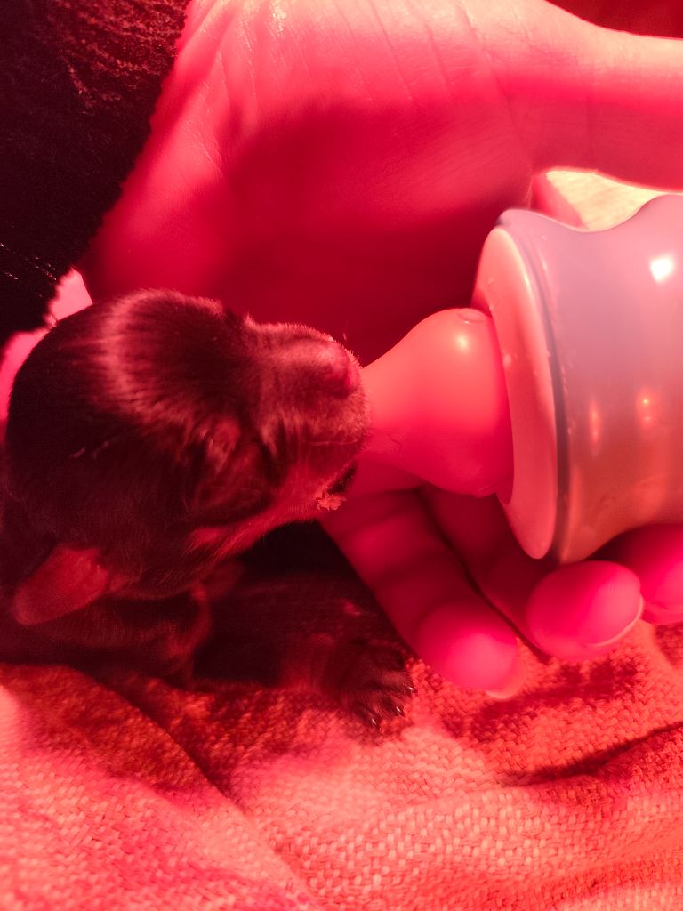 Du Temple D'Adranos - Chiots disponibles - Rottweiler